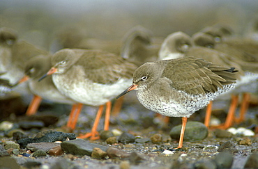 redshank, tringa totanus, flocking to reduce heat loss, angus, scotland