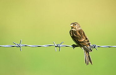 twite, acanthis flavirostris, on fenceline, coll, argyll, scotland