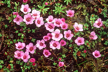 purple saxifrage, saxifraga oppositifolia, glen clova, angus, scotland