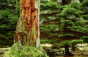 great spotted woodpecker, dendrocopos major, on alder stump, angus, scot