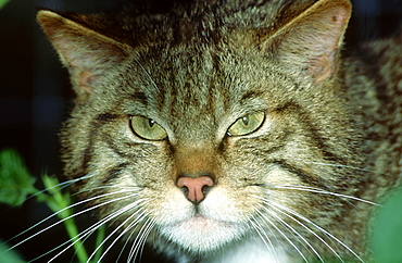 scottish wildcat: felis silvestris young male wildlife par k, kirkcudbright