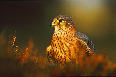 merlin, falco columbarius, male in heather, perthshire, scotland