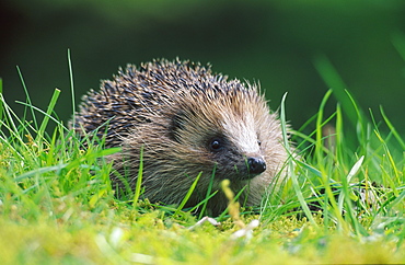 Hedgehog, Erinaceus europaeus, in grass, Ayrshire, Scotland, UK