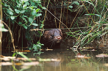 american mink, mustela vison, male in pond, bohemia