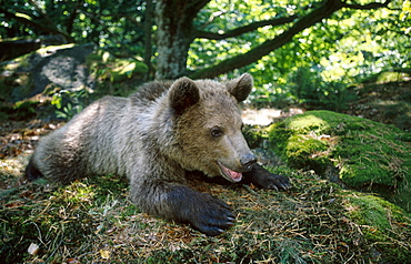 european brown bear, ursus arctos, cub resting, bohemia, europe