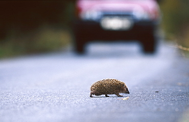 european hedgehog, erinaceus europaeus, crossing road, bohemia, europe