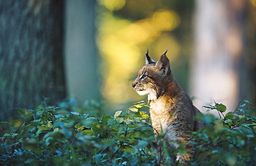 european lynx, felis lynx, in mixed forest, bohemia, europe