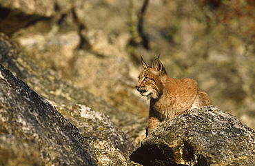 european lynx, felis lynx, young amongst rock, bohemia, europe