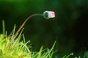 daisy, bellis perennis, on machair, coll, argyll, scotland