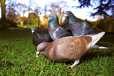 feral pigeon