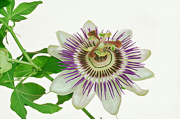 Passion flower, Passiflora vitifolia, flowering