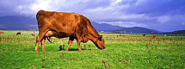 Cow grazing on the machair near Rubha Ardvule, South Uist, Scotland