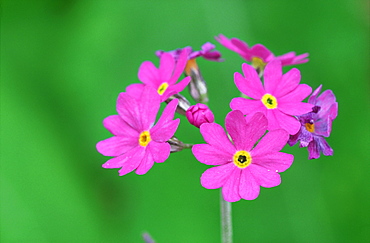 Birds eye primrose, Primula farinosa, flowers, Saaremaa, Estonia