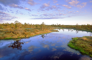 Estonian bogs, view of Mannikjarve raba, Endla NR, Estonia