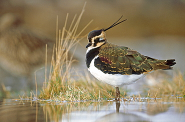 Lapwing, Vanellus vanellus, Montrose basin, Scotland