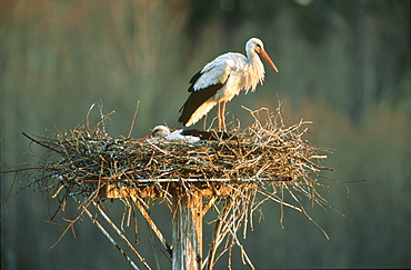 White stork, Ciconia ciconia, adult on nest, Tooma, Estonia