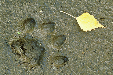 European lynx, Lynx lynx, print of male on mud, Sumava National Park, Czech Republic