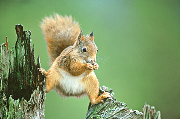 Red Squirrel, Sciurus vulgaris, Nor Trondelag, Norway