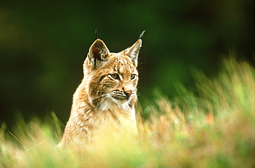 European lynx, Felis lynx, yearling male, Sumava National Park, Czech Republic