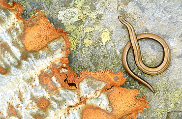 slow worm: anguis fragilis female with corrugated iron used for cover. scotland