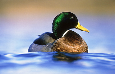 Mallard, Anas platyrhynchos, drake from water level