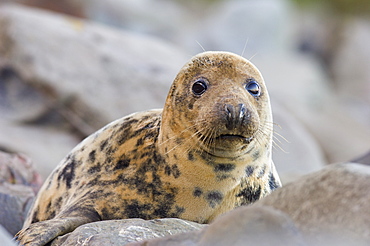 Grey Seal (Halichoerus grypus) cow on rocky shore, Borders, Scotland