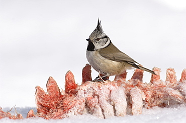 Crested tit (Parus cristatus) perched on a cadaver of a dead animal, Estonia