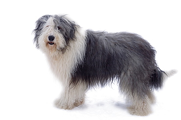 Old English Sheepdog in snow, Tartu, Tartumaa, Estonia