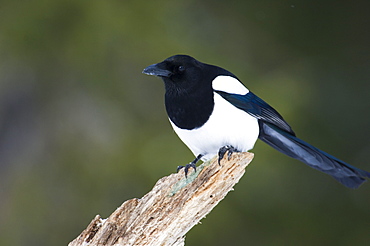 Magpie, Pica pica, perched on wood, Emajoe Suursoo, Tartumaa, Estonia