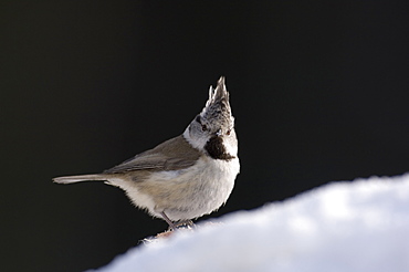 Crested tit, Parus cristatus, on snowy bank, Tartumaa, Estonia