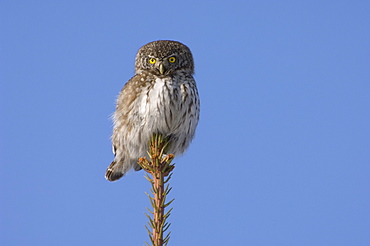 Pygmy owl, Glaucidium passerinum, perched on a Norway spruce, Tartumaa, Estonia