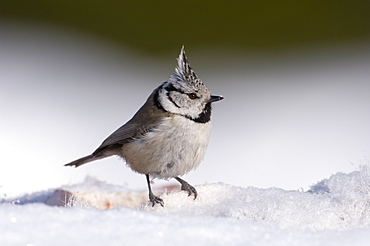 Crested tit, Parus cristatus, on snow-covered cadaver, Tartumaa, Estonia