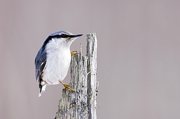 European nuthatch (Sitta europaea) on a broken pine stump, Alam Pedja, Tartumaa, Estonia