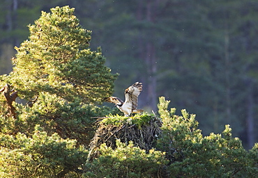 Osprey (Pandion haliaetus) Female streching her wings at nest, Inverness-shire, Scotland, Captive