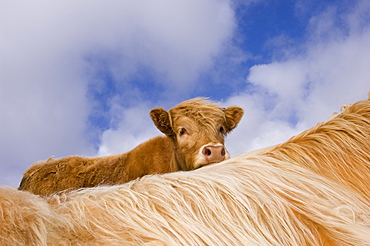 Highland calf looking over the back of its mother, Tiree, Scotland