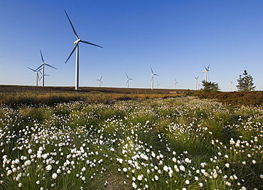 Cotton grass with wind turbines in the background, Blacklaw Windfarm, South Lanarkshire, Scotland