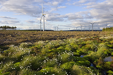 Cotton grass with wind turbines in the background, Blacklaw Windfarm, South Lanarkshire, Scotland