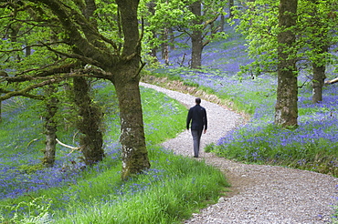 Man walking along a path in a bluebell wood, Stirlingshire, Scotland