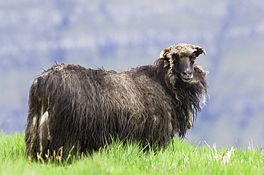 Faroese sheep beginning to moult, Eysturoy, Faroe Islands