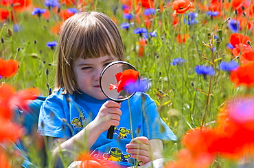 Young girl looking at a common poppy (Papaver)