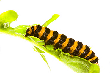 Cinnabar moth caterpillar (Tyria jacobaeae) on ragwort