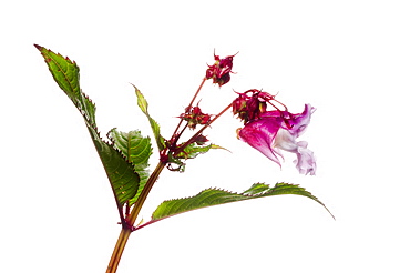 Himalayan balsam flowers (Impatiens glandulifera), close up