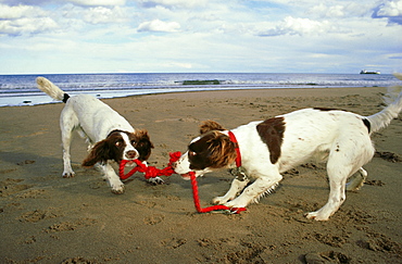 springer spaniel, canis lupus, pups, domesticated dog