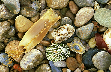 dogfish: scyliorhinus canicula egg cases saligo bay, islay, scotland