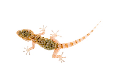 Moorish gecko, Spain