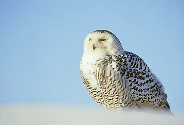 snowy owl: nyctea scandiaca female against sky - captive a ngus, scotland