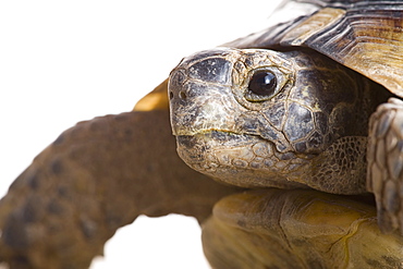 Greek tortoise (Testudo graeca ibera), Spain