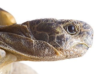 Greek tortoise (Testudo graeca ibera) head, Spain