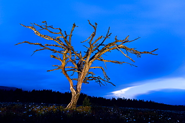 Scots pine after dark, Glenmore, Scotland