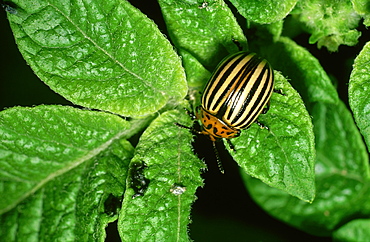 colorado beetle: leptinotarsa decemlineata adult on potato plant pasiene, latgale, latvia